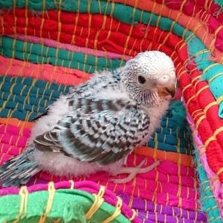 セキセイインコ雛1羽(生後約1ヶ月)