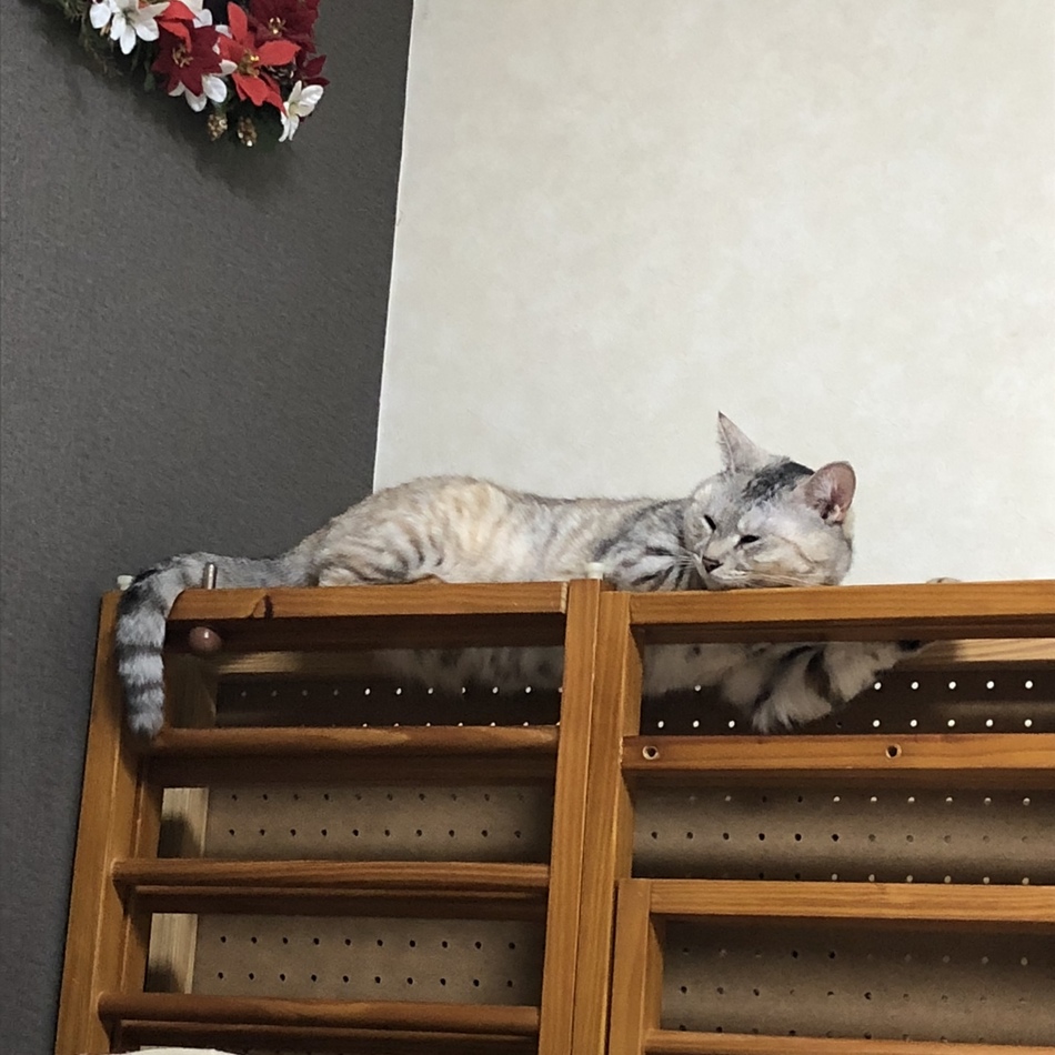 ちゃあのカバー写真