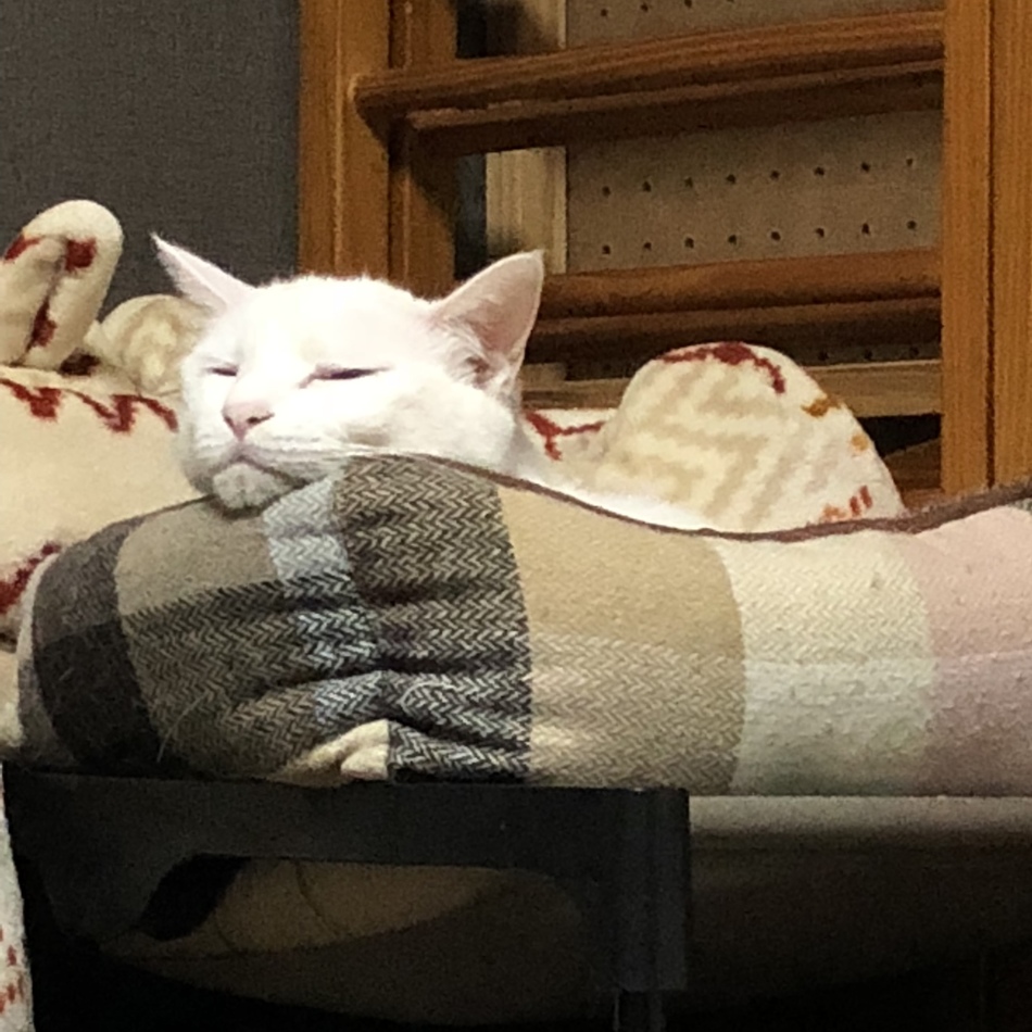 ゆきのカバー写真