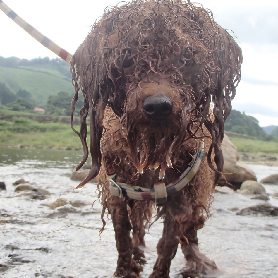 チョコのカバー写真