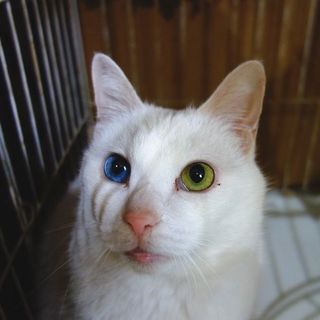 ★急募！２匹一緒に！！幸運を呼ぶオッドアイ★