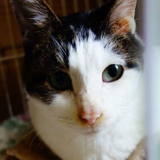 ★急募！２匹一緒に！！人懐こいフデちゃん★