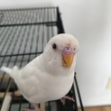 とても可愛いセキセイインコです→決定しました