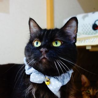 【募集一時停止中!】★ノルジャンMIXビッキー★