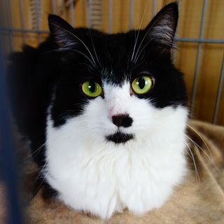 ★くりくりお目目のノルウェージャンMIXくりこ★