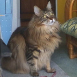 「やっぱり鳥が好きなうにちゃん」サムネイル2