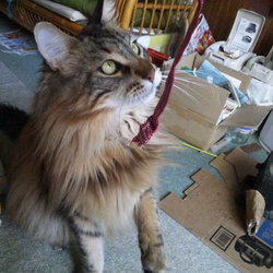 「やっぱり鳥が好きなうにちゃん」サムネイル3