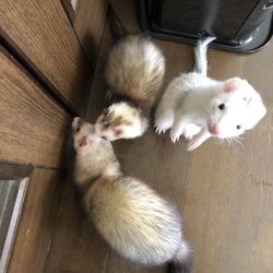 脱走(￣∀￣)&お気に入りＶＩＴＥ