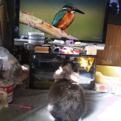 「やっぱり鳥が好きなうにちゃん」サムネイル1