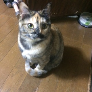 サビ柄のかわいい女の子  ぽん子ちゃん