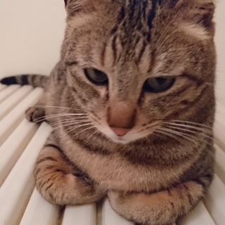 大切に育ててくれる家族を探してます