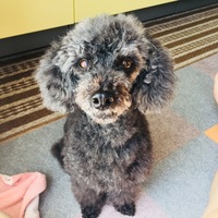 ここ