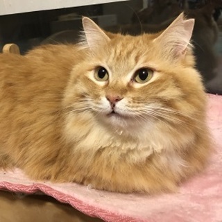 3/25銀座★ララちゃん★モフモフ姉妹一緒に