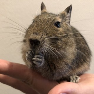 甘えん坊なデグーの里親さんを募集しています。