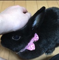 うさぎ♀2歳半