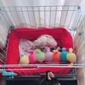 小さな小さなプードル君！