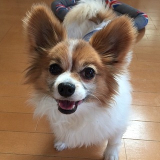 ワガママなオレ様パピヨンのミニヨンです♪