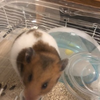 くる
