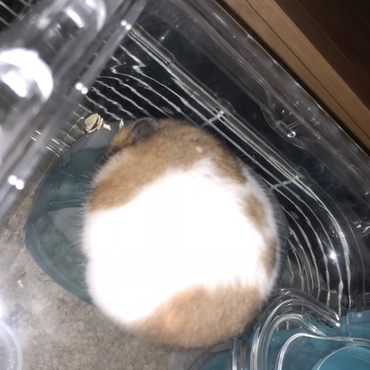 くるの写真