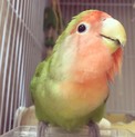 コザクラインコ♀ 里親募集