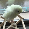 ミモザ