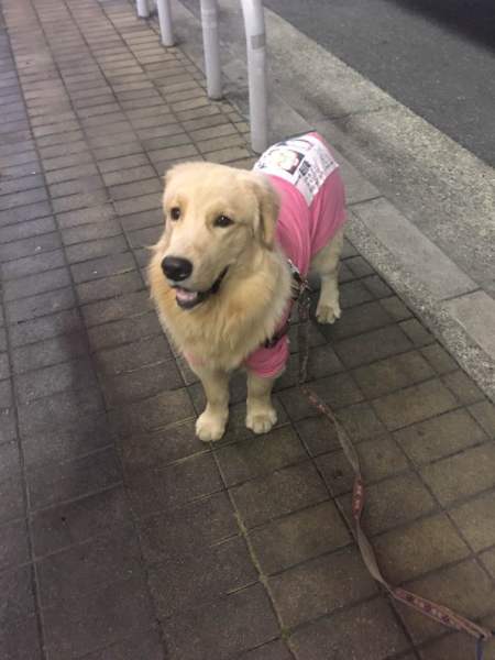 1歳ゴールデンレトリバー 大阪府 犬の里親募集 21 ペットのおうち 月間利用者150万人 1歳ゴールデンレトリバー 大阪府 犬の里親募集 21 ペットのおうち 月間利用者150万人