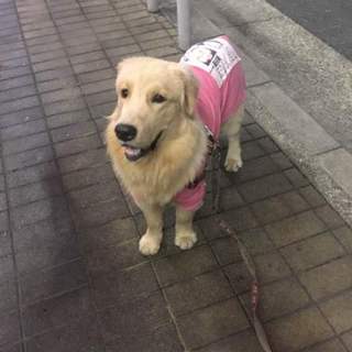 1歳ゴールデンレトリバーの男の子