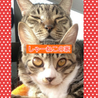 シャーねこ家(保護活動者)
