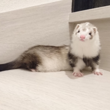 ろうがカメラに向かってポーズしてくれた♡