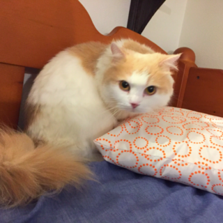 スコティッシュハクちゃんエントリー締め切りました