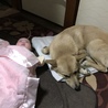 たまに隣で寝てくれる！まだどうしたらいいのかわからないけど、ちゃんとお兄ちゃんしてくれてる♪