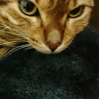 急募 忙しい状況なのですぐ返信できません