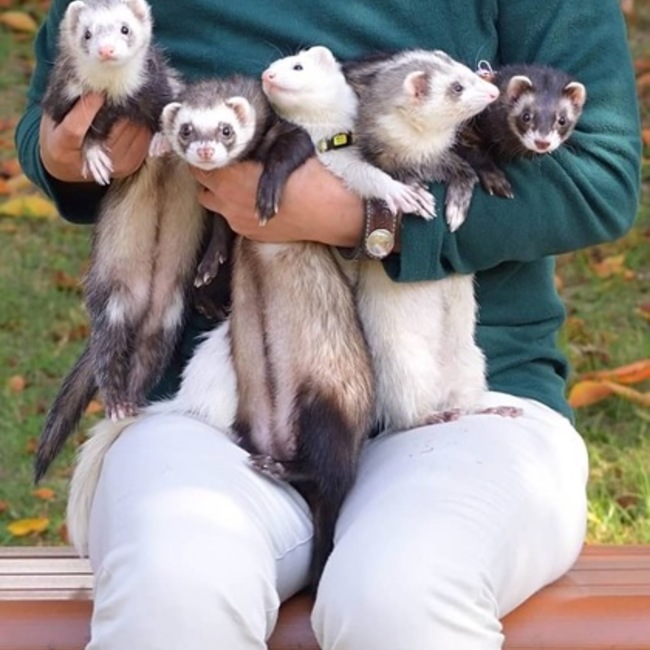 いたちっ子のカバー写真