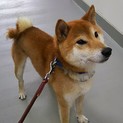 柴犬やまと！ザ・柴犬！！ありがとうございました！！