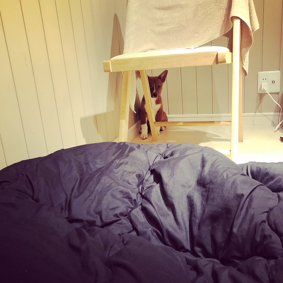 フジ子のカバー写真