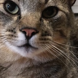 HAL、元気です。（オーナー、やっと復活）