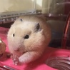キンクマ好き