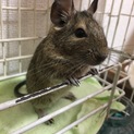 デグー 1歳 男の子 