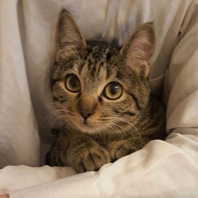 peace cat （ピースキャット）のカバー写真