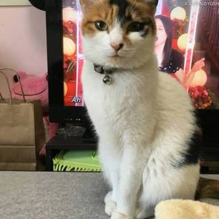背中にハートマークがある美猫の三毛ネコちゃん