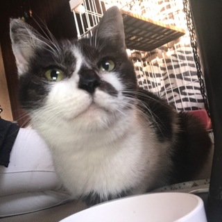 親子猫の母猫ちゃん✴︎小町