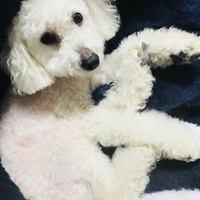 ふぁむ