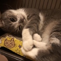 おばあちゃんっ子のお茶目なグレーのちいちゃん