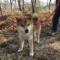 2歳の柴犬の男の子「鉄火くん」
