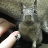おねだりヒナちゃま