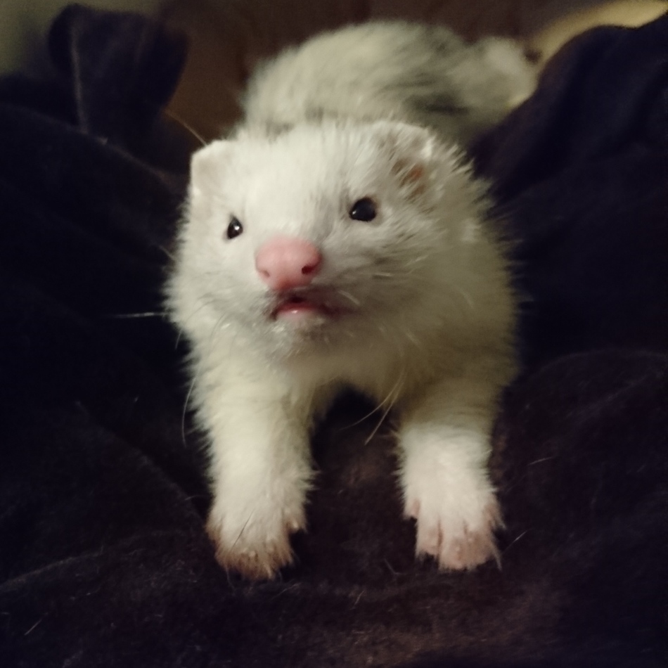 びびのカバー写真