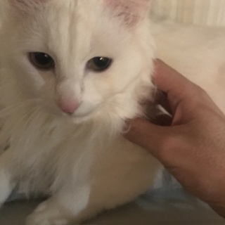 人懐っこい甘えん坊真っ白モフモフ猫ちゃん☆