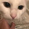 人懐っこい甘えん坊真っ白モフモフ猫ちゃん☆ サムネイル2