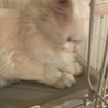 人懐っこい甘えん坊真っ白モフモフ猫ちゃん☆ サムネイル3