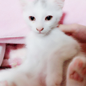 白い子猫ちゃん